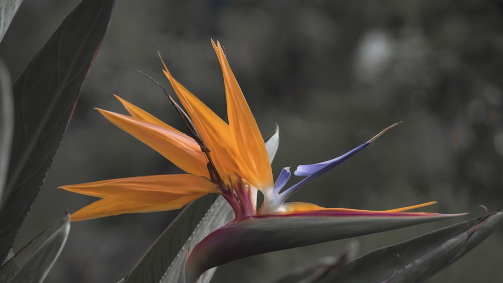 yellow and white birds of paradise in bloom during daytime