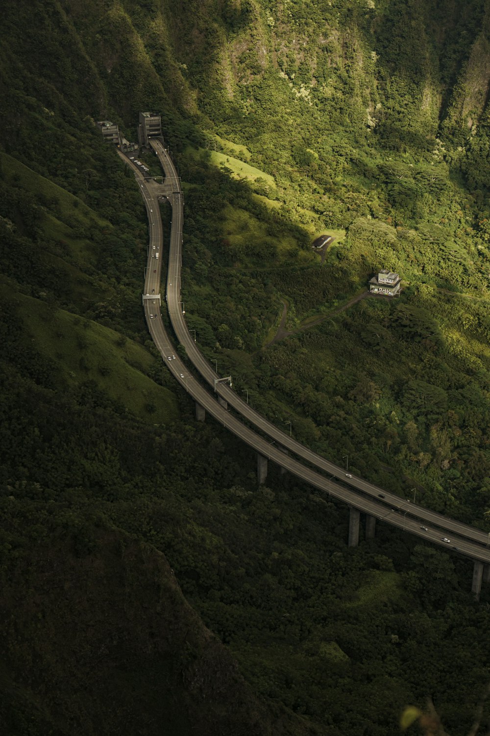 aerial view of green trees and road