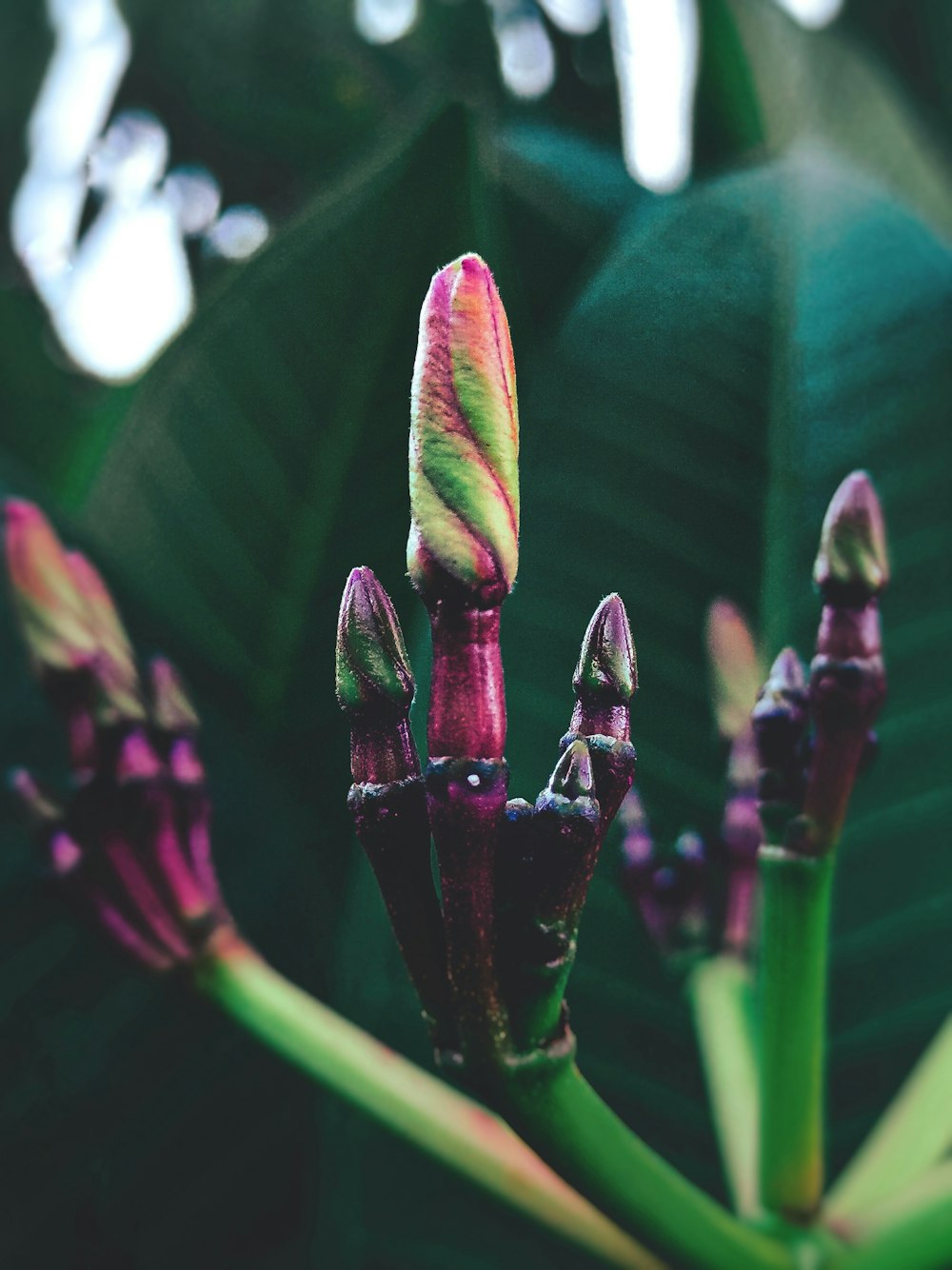 red and green flower buds