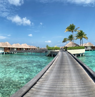 brown wooden dock near palm trees during daytime