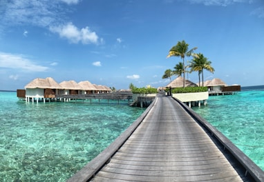 brown wooden dock near palm trees during daytime