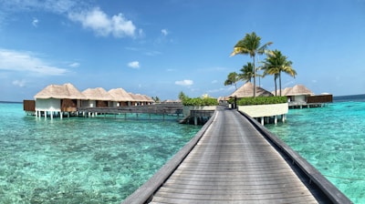 brown wooden dock near palm trees during daytime