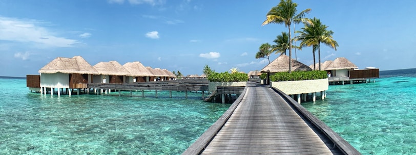 brown wooden dock near palm trees during daytime