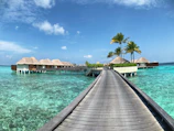 brown wooden dock near palm trees during daytime