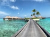 brown wooden dock near palm trees during daytime