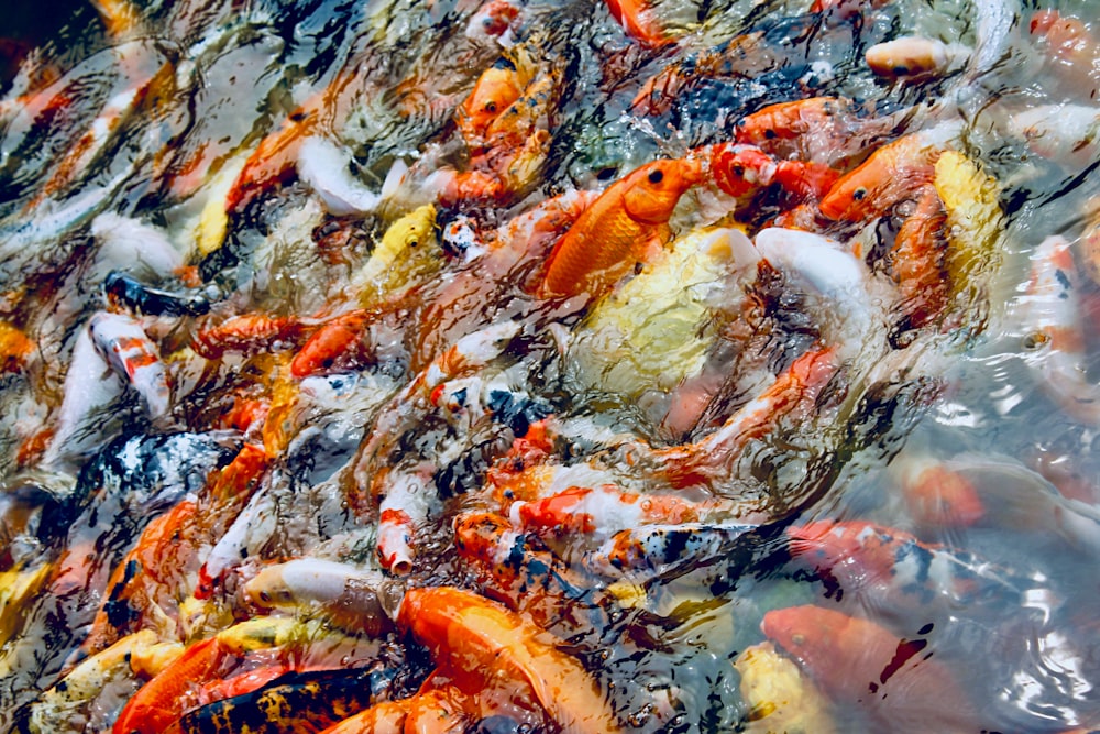 orange and white koi fish