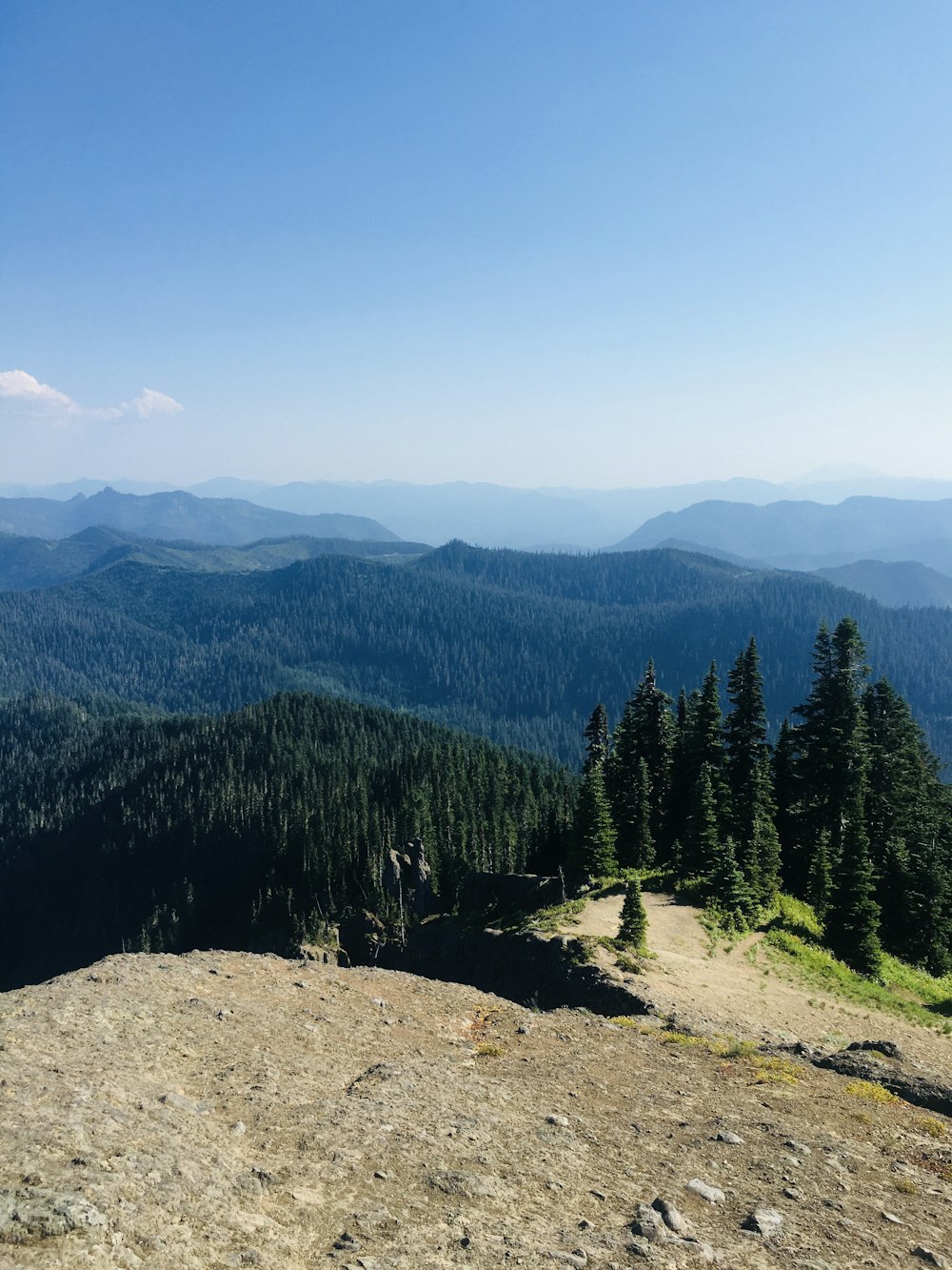 green pine trees on mountain during daytime