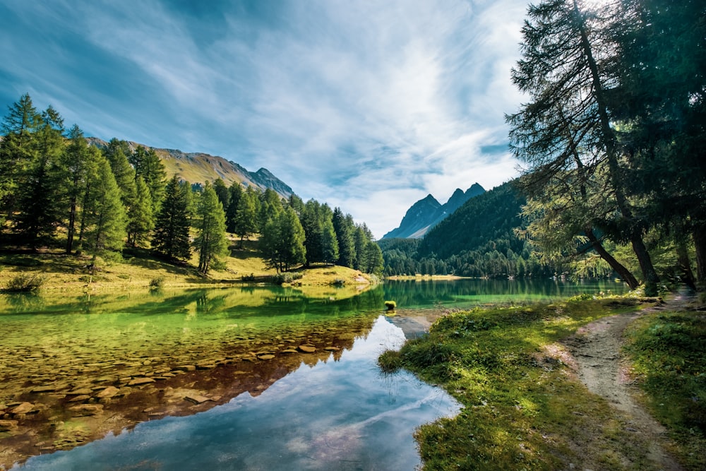 green trees near lake under white clouds and blue sky during daytime