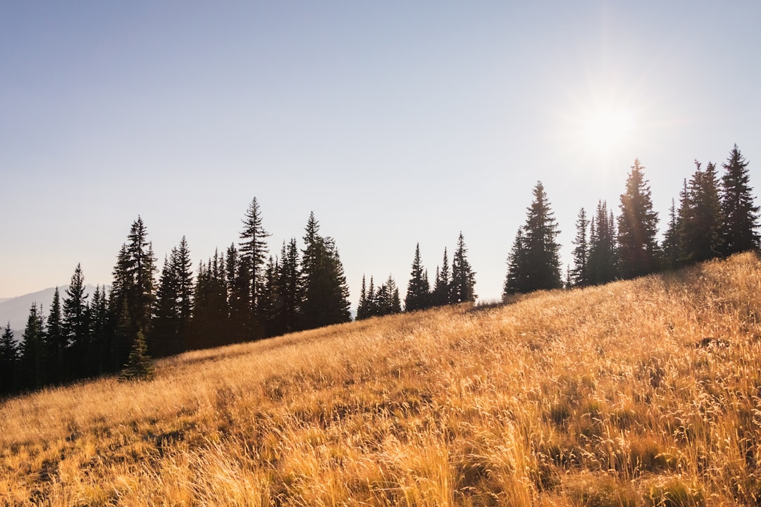 brown grass field and green trees under blue sky during daytime