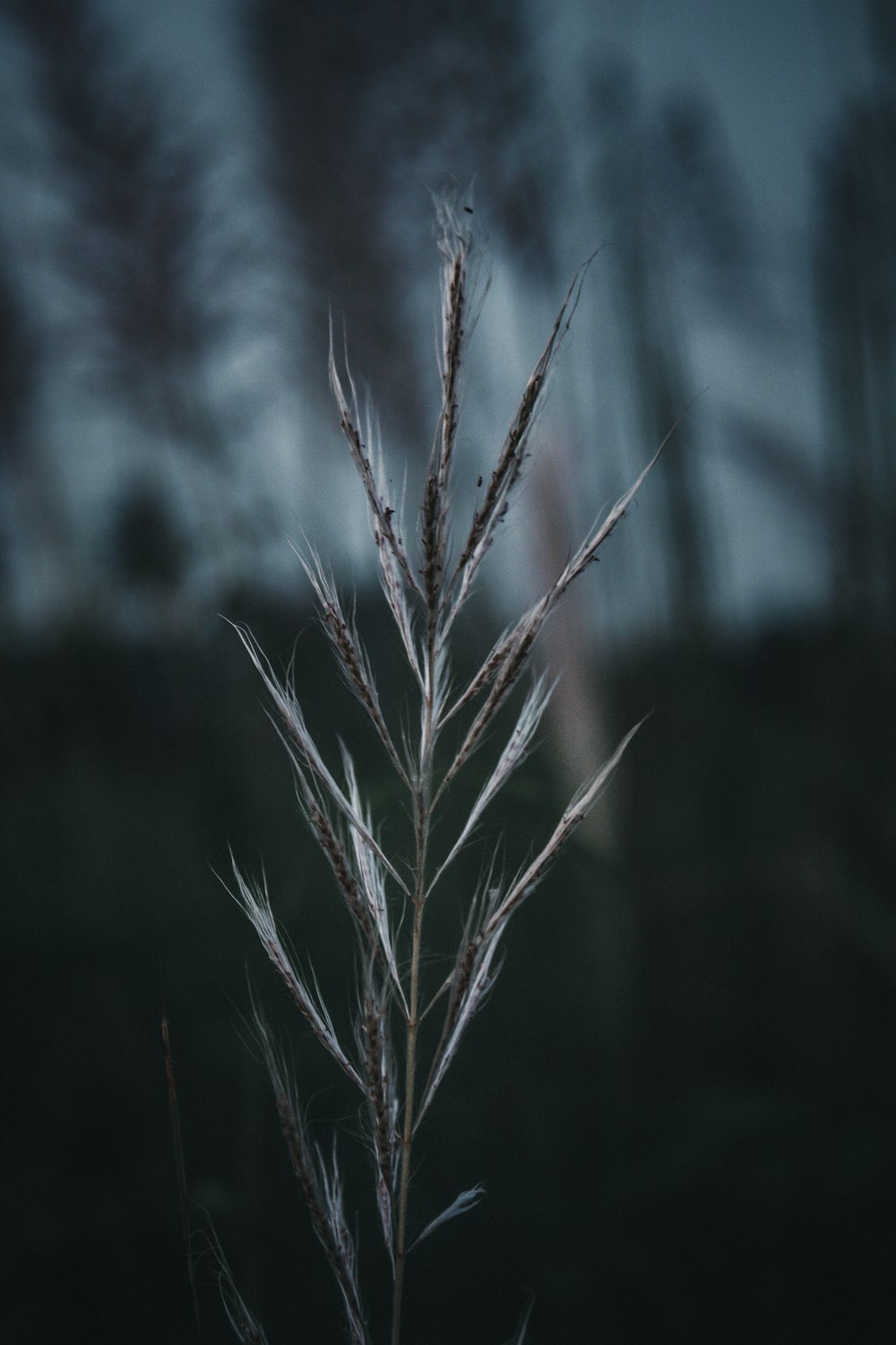 brown plant in tilt shift lens