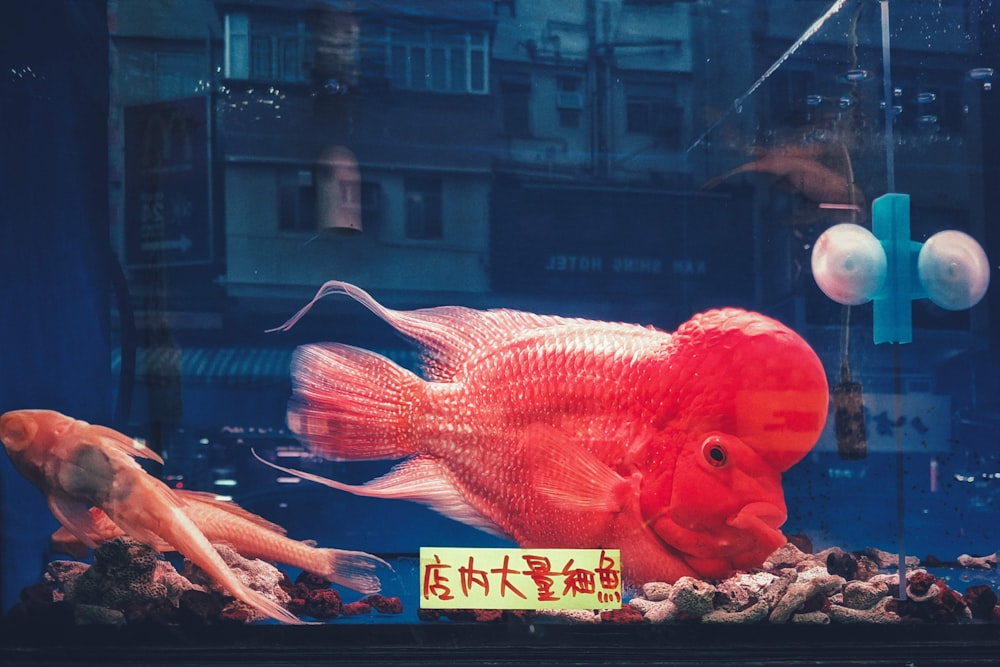 Roter Fisch auf Glasscheibe