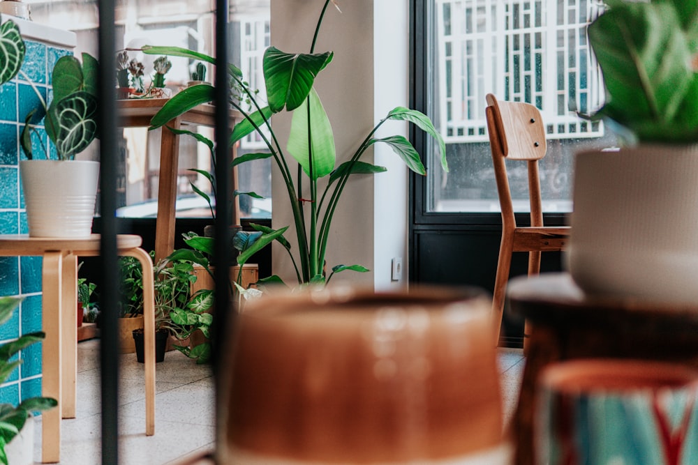 green plant on brown wooden table