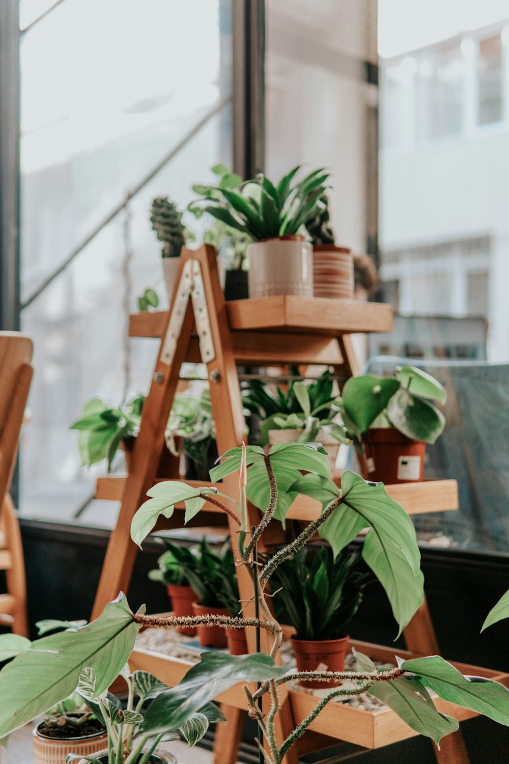 plante verte sur pot en argile brune