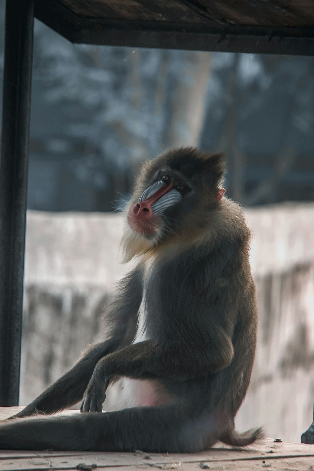 brown monkey sitting on brown wooden fence during daytime