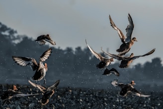  Best Waterfowl Decoys for Realistic Flocks & Movement