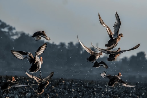  Best Waterfowl Decoys for Realistic Flocks & Movement