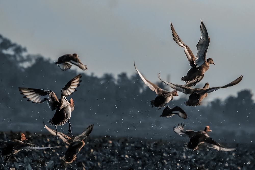 flock of birds flying over water
