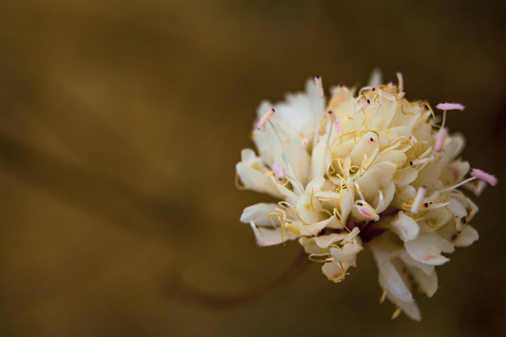 white and blue flower in close up photography