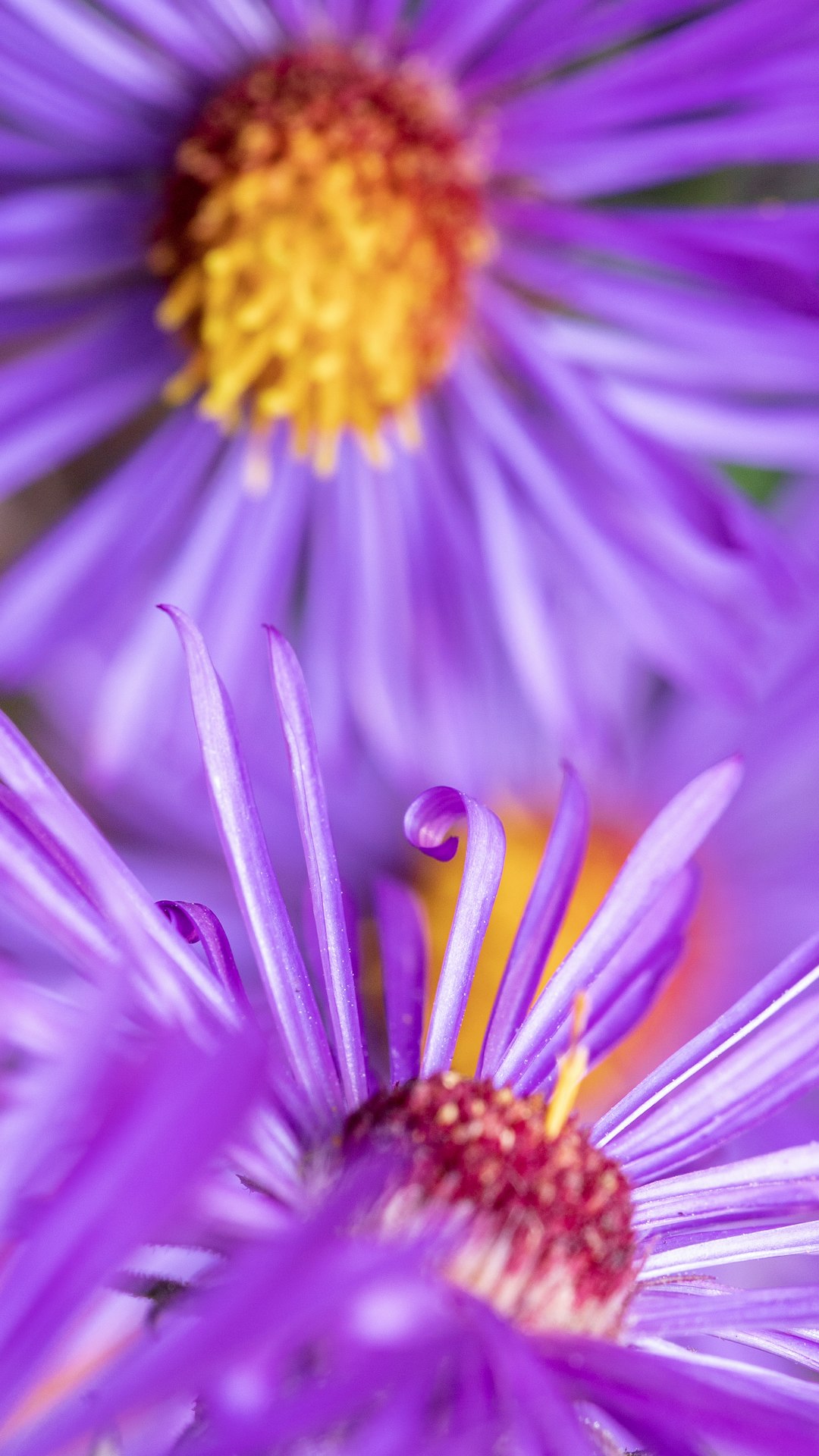 purple flower in macro photography