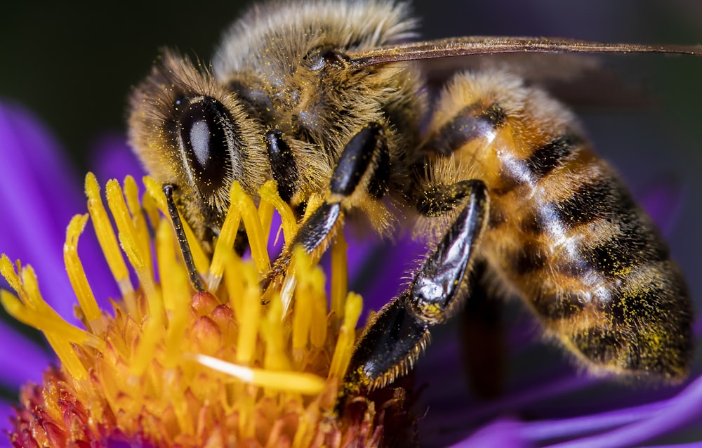 black and yellow bee on yellow flower