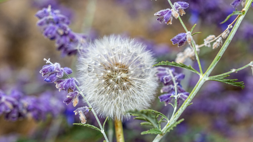 white and purple flower in tilt shift lens