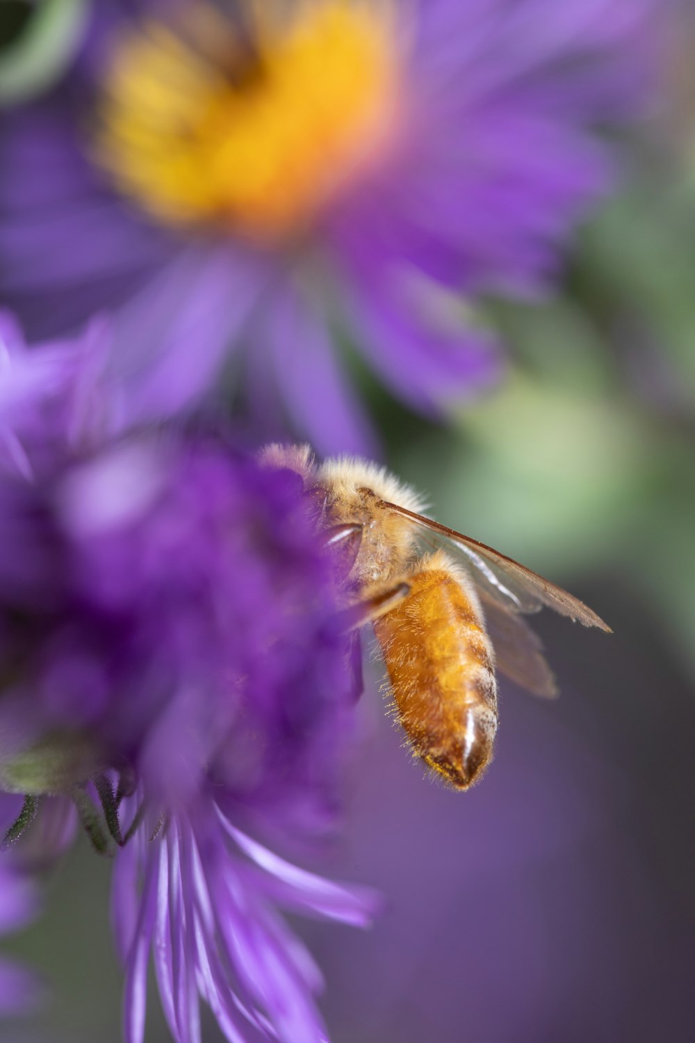 honeybee perched on purple flower in close up photography during daytime