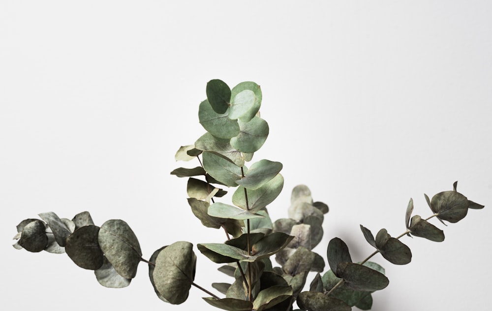 green plant on white background