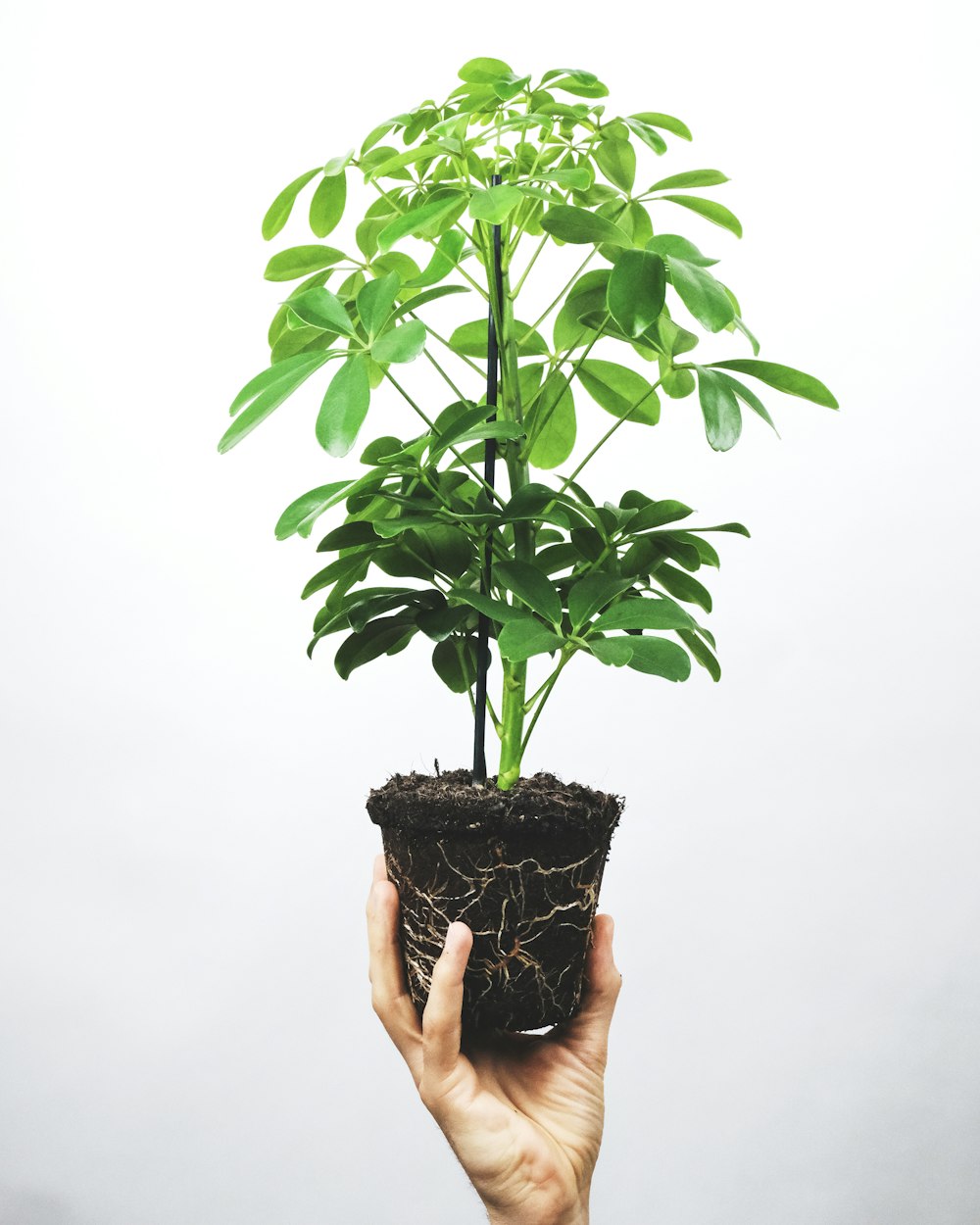 green plant on black pot