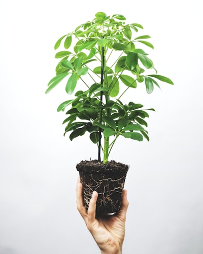 Plant growing symbolizing financial growth