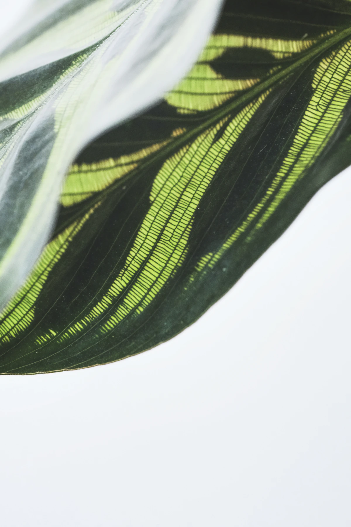 A green leaf with pale silver-white striping — the silver-on-green banding pattern that defines orbifolia in close-up