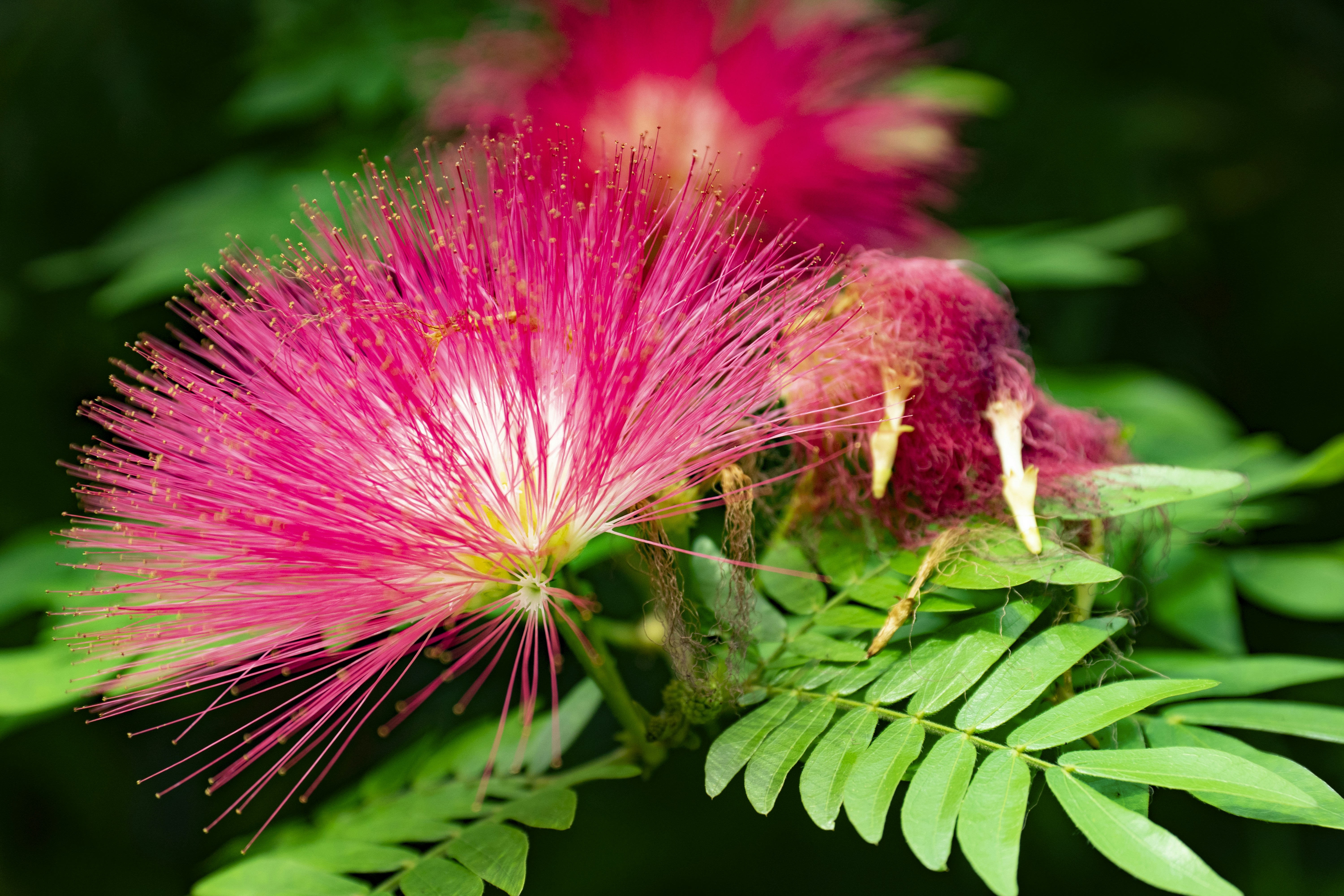 Photo by sunilcsharma