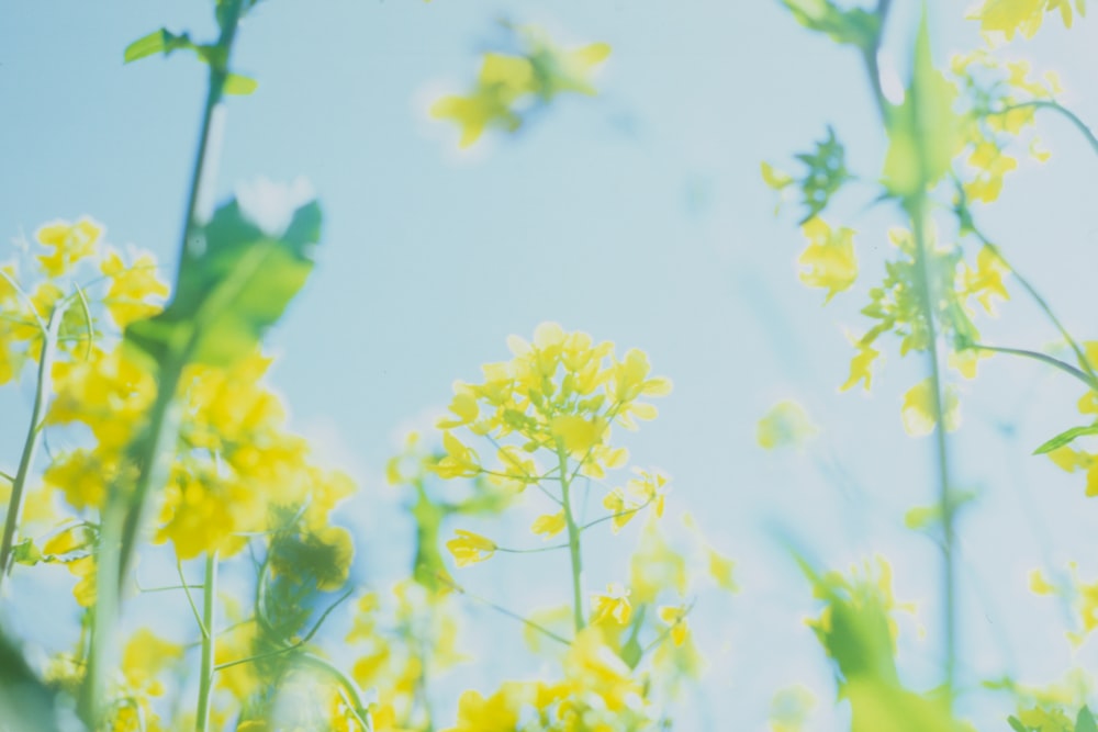 yellow flowers under sunny sky