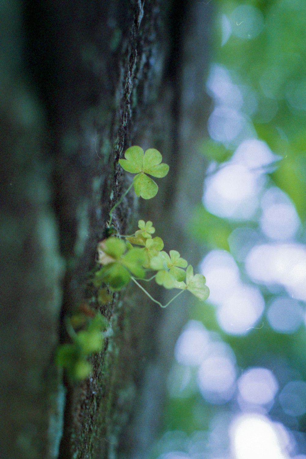 green leaf on brown tree trunk