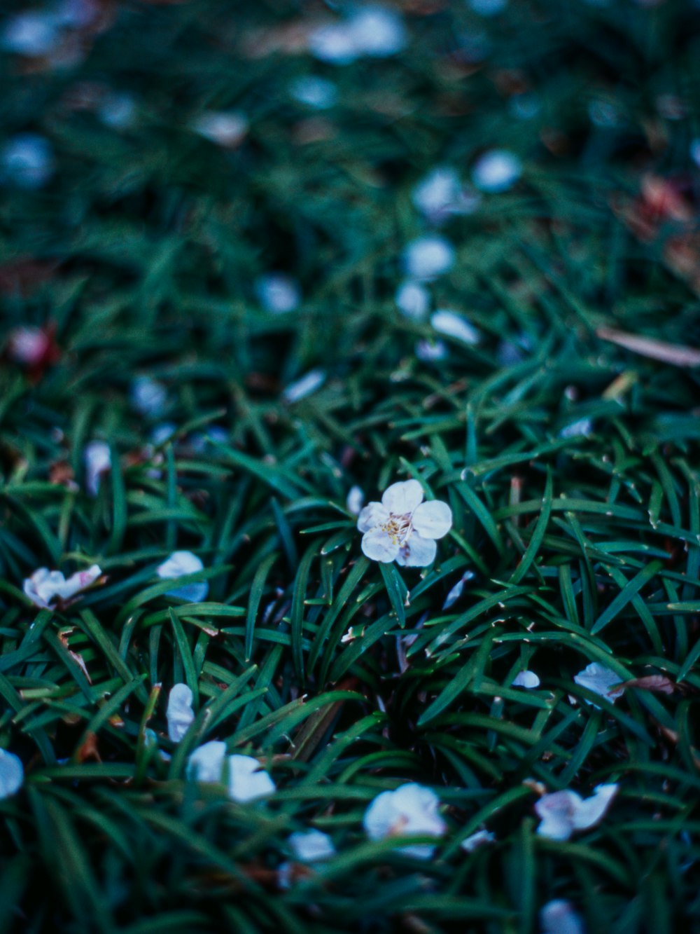 white flower on green grass