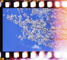 white cherry blossom tree during daytime