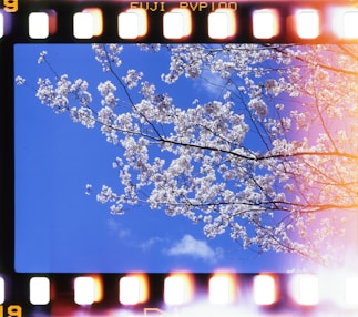 white cherry blossom tree during daytime