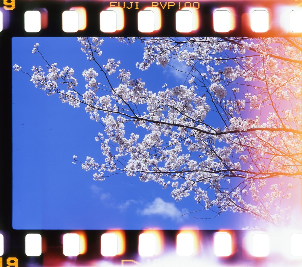 昼間の白い桜