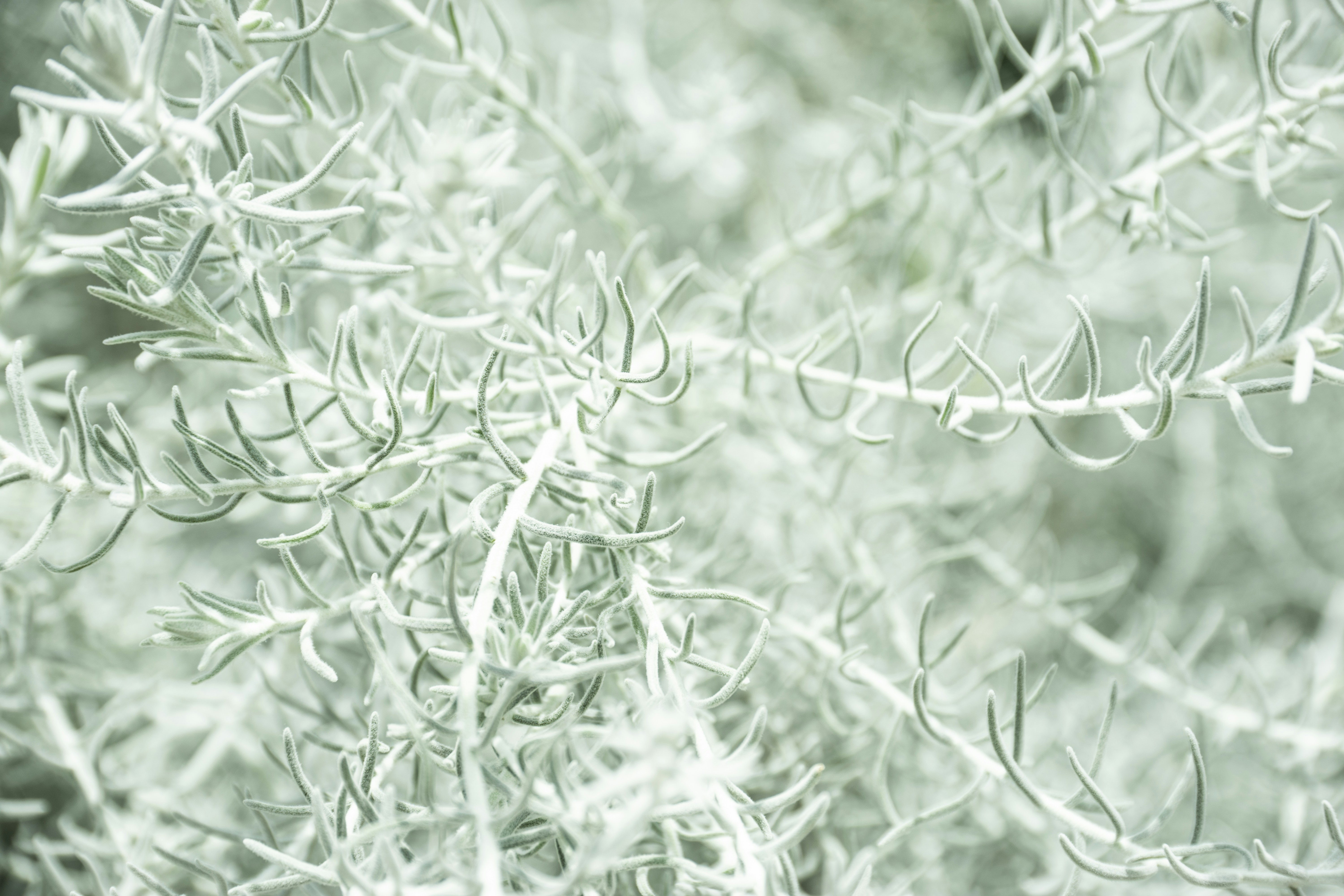 Photo by sunilcsharma