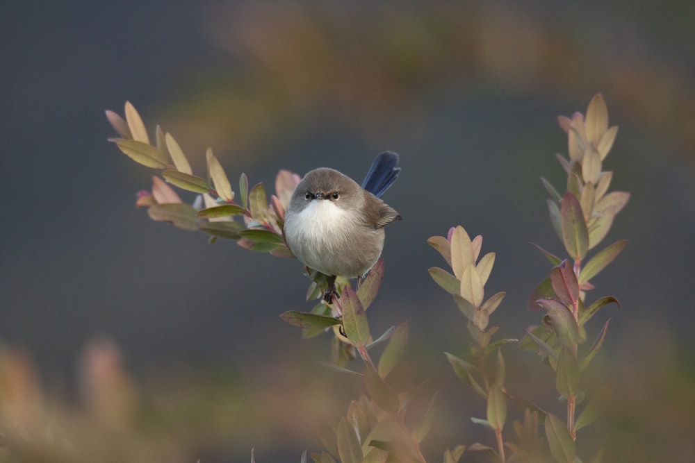 white and blue bird on green plant
