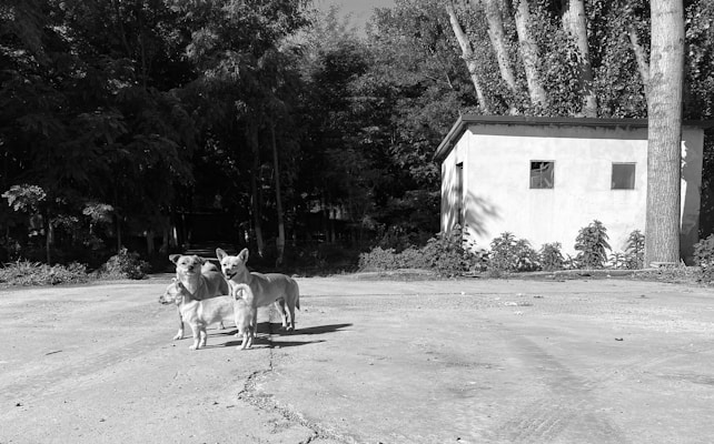 A group of four dogs stands on a paved area surrounded by dense trees and vegetation. The background features a small, simple white building with two square windows, partially in shadow. The scene appears calm and quiet under a clear sky.