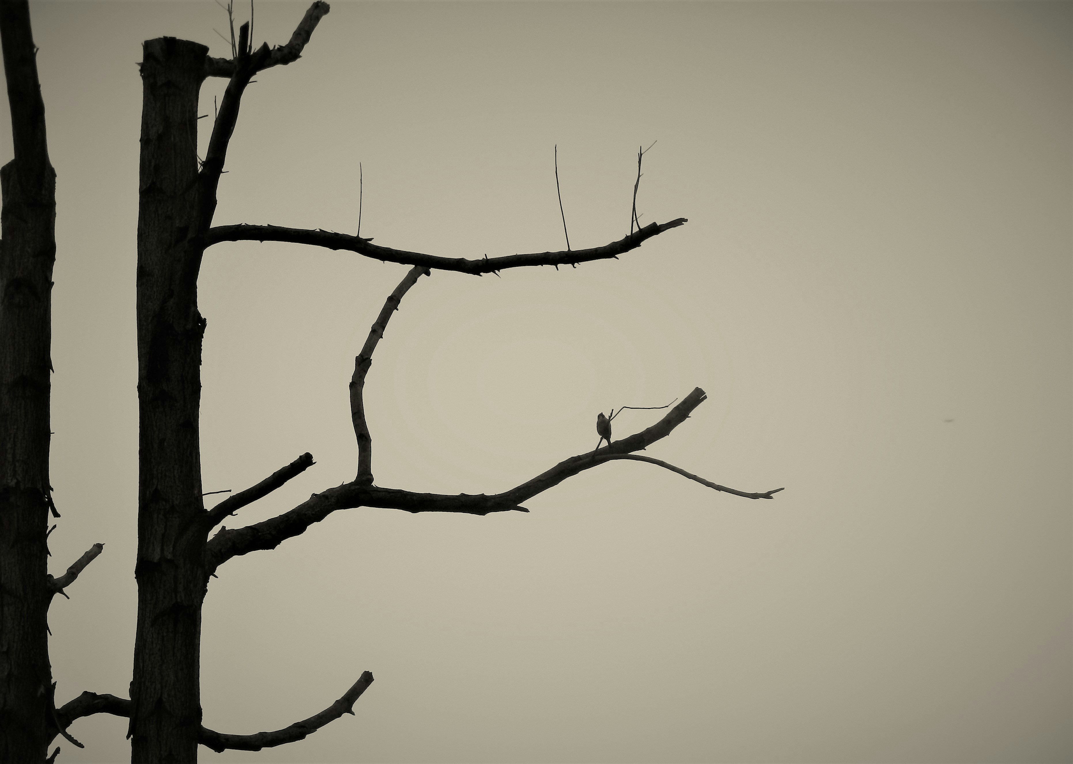 Photo by xuxuxuhappy