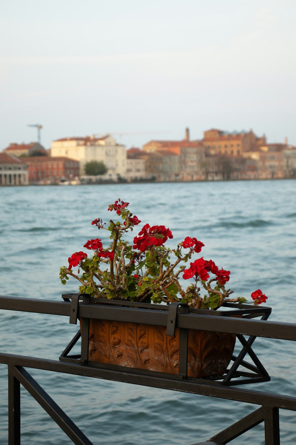 red flowers on brown wooden table near body of water during daytime