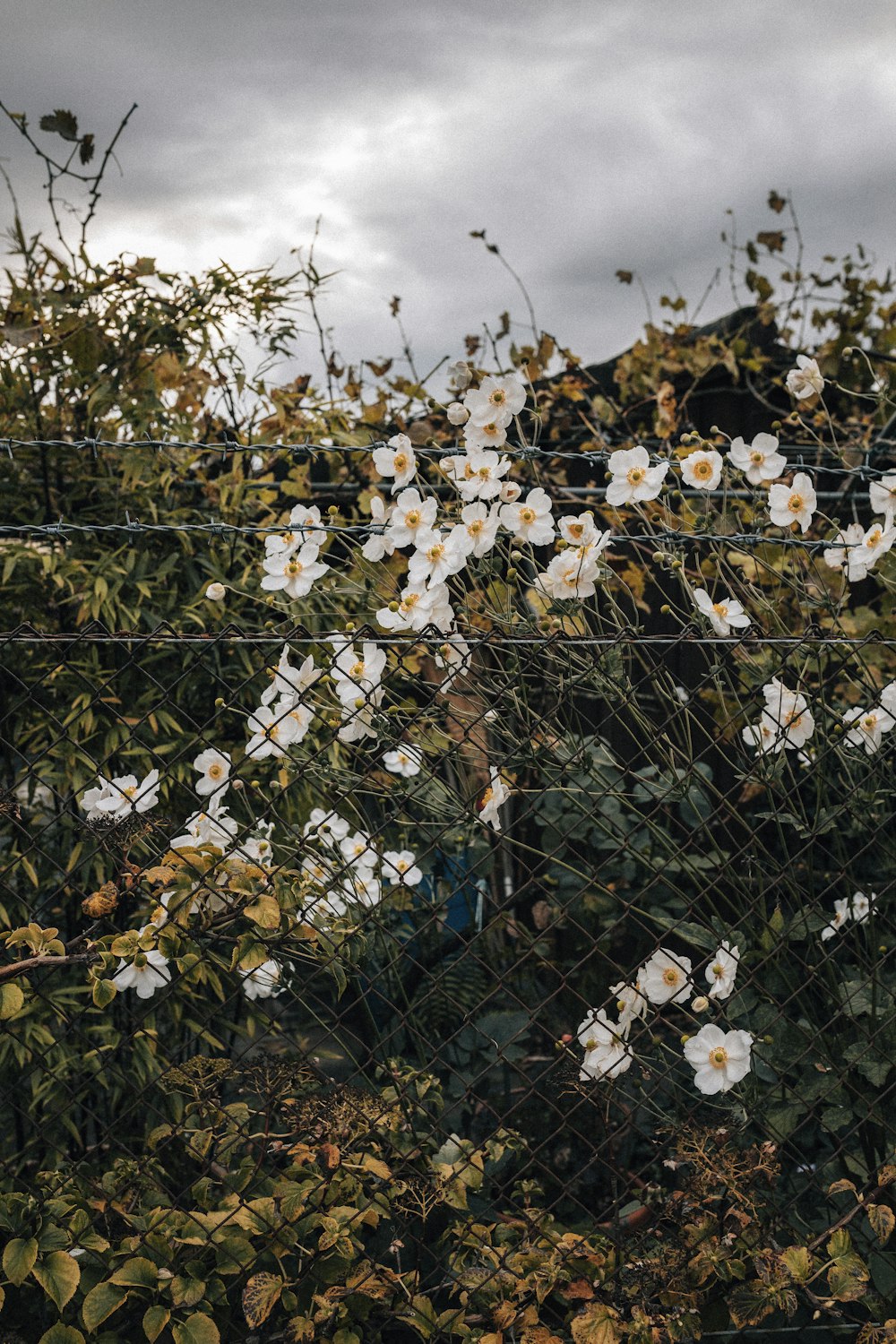 brown leaves on black metal fence