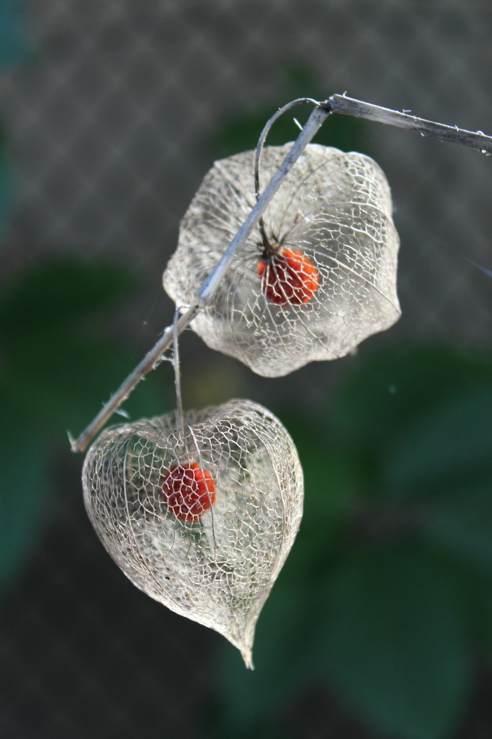 white and red net with water droplets