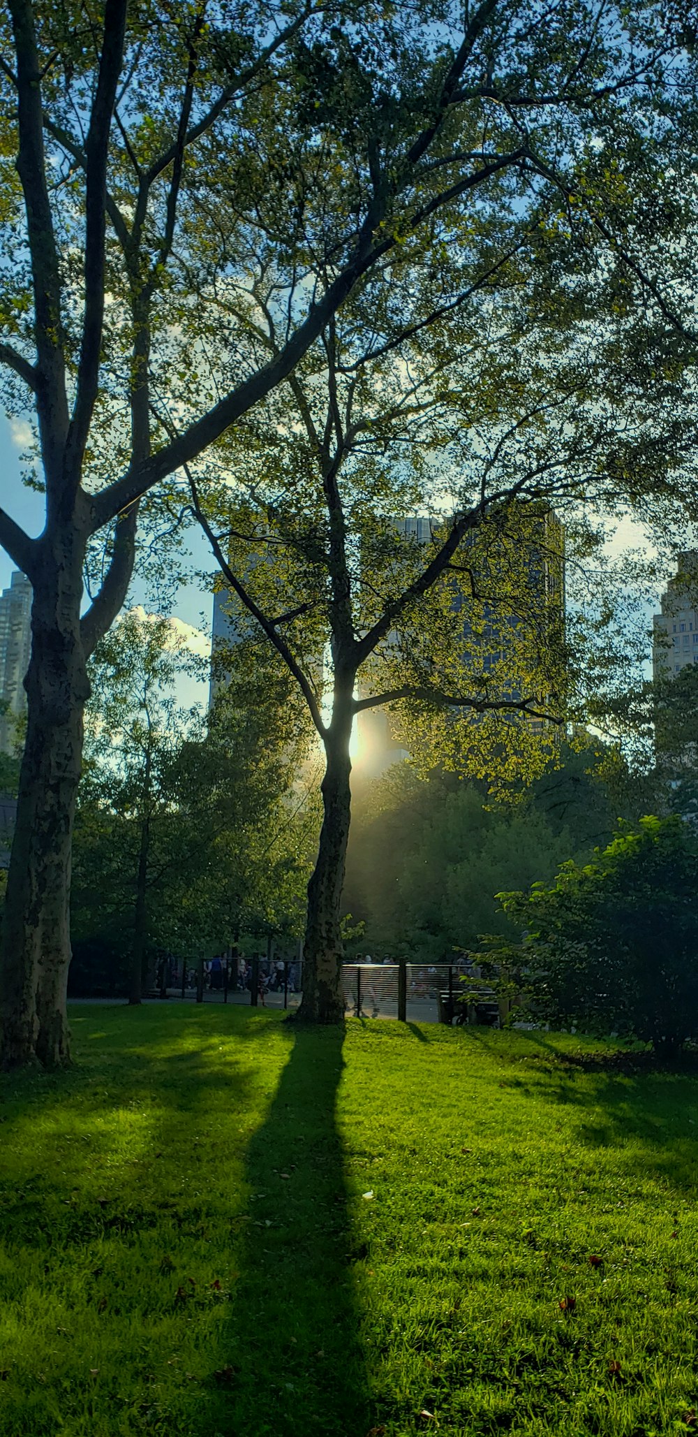 green trees on green grass field during daytime