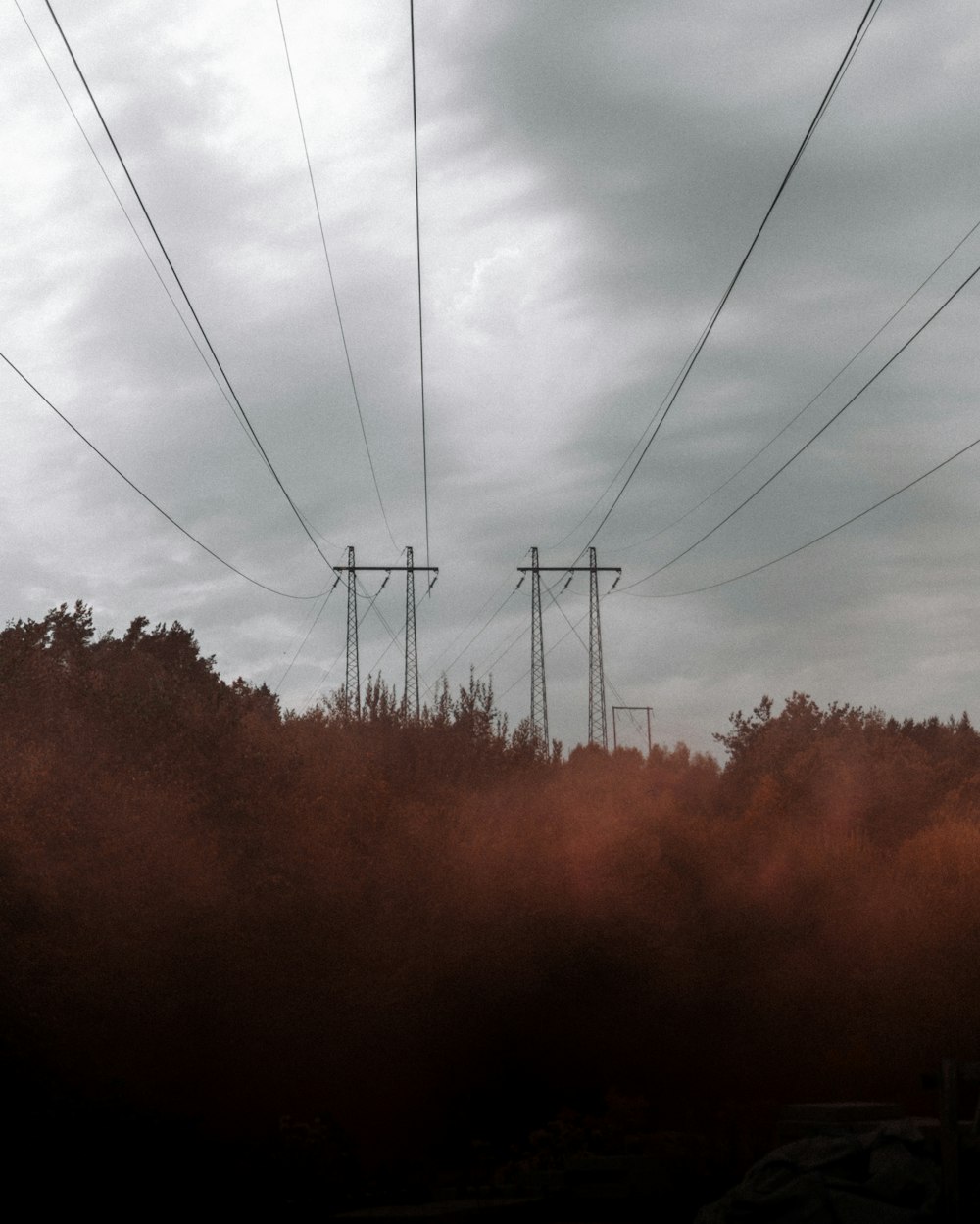 brown trees under white clouds