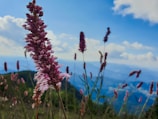 A close-up of wildflowers blooming in a rocky mountain landscape.