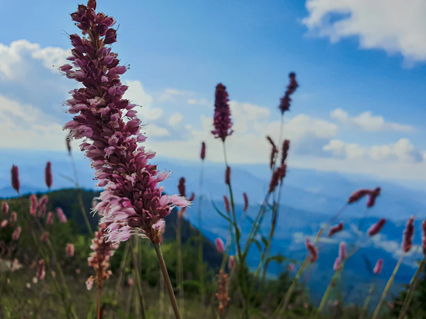 Close-up of wildflowers blooming along a winding mountain trail under a clear blue sky.