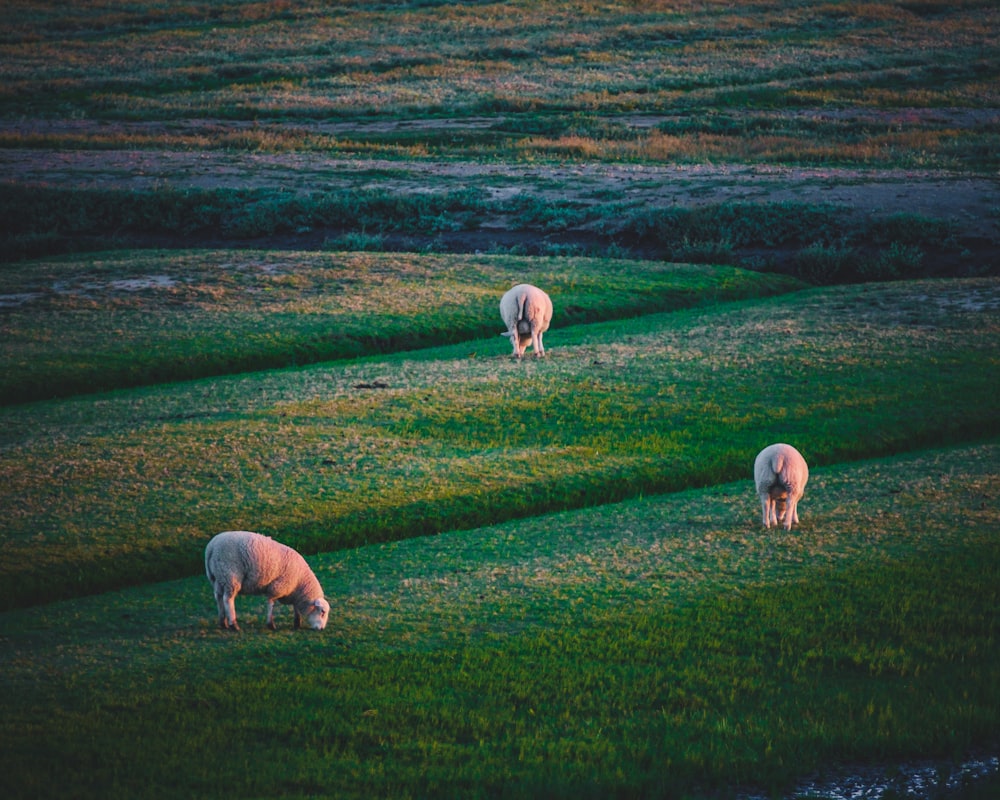 gregge di pecore sul campo di erba verde durante il giorno