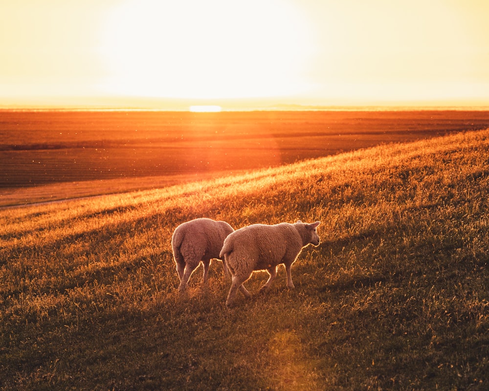 ovelha branca no campo de grama marrom durante o pôr do sol